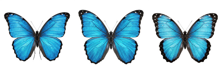 Blue butterfly opening wings vibrant insect wildlife nature bug wing beautiful spring fragile creature © kulan