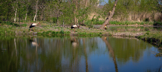 Fototapeta premium A panoramic landscape with migratory birds. Storks on the move, searching for food. A picturesque spring paradise. 