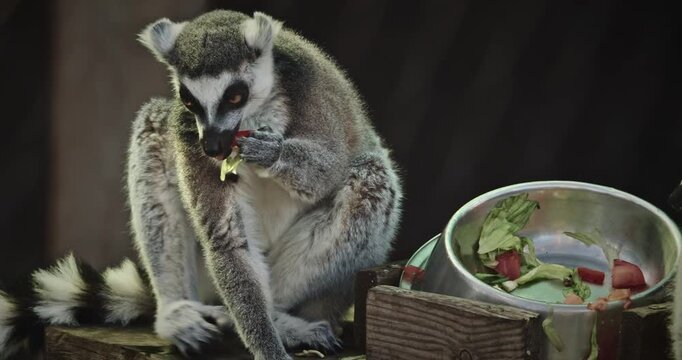 Three Lemurs Cuddling On Branch In Nature