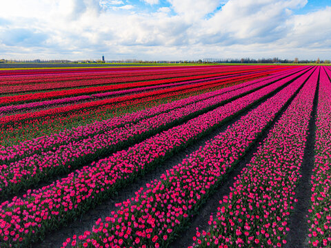 Aerial view of vibrant pink and red tulip fields stretching towards the horizon under a soft cloudy sky in Sommelsdijk, South Holland, Netherlands.