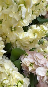 Soft Pink Stock Flowers Bouquet Close-Up with Natural Light