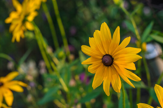Vibrant yellow rudbeckia flower blooming in a summer garden close up, black eyed susan.