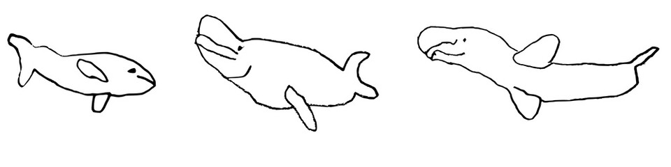 Beluga dolphins children's drawing