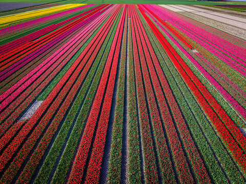 Aerial view of vibrant tulip fields with symmetrical rows of red, pink, and yellow flowers under bright daylight in Sommelsdijk, South Holland, Netherlands.