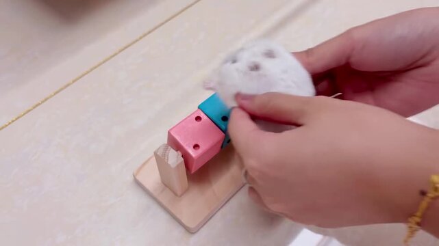 Adorable White Hamster Playing with Colorful Wooden Enrichment Toy