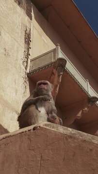Two Monkeys Is Siting On Wall And Eating Coconut. Bonnet Macaque - Macaca Radiata Or