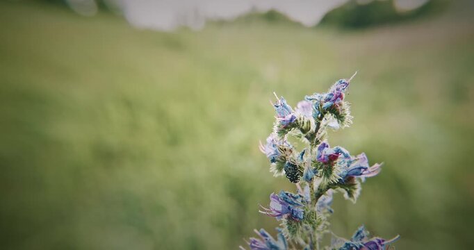 Vibrant Blue And Green Wildflower In A Natural Setting, Cyrtothyrea