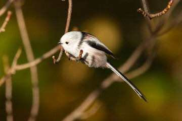 A long-tailed tit in a forest in autumn © Julius