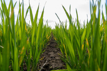 Obraz premium Rice plants grow tall in a field with dirt paths showing in between the rows on a cloudy day