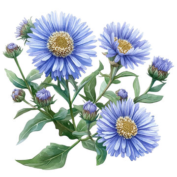 Erigeron Flower, vector clipart in watercolor with smooth gradients, isolated on a white background.