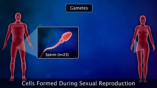 Formation of gametes and zygote