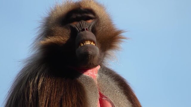 Close up Baboons resting on a rock on a sunny day in spring