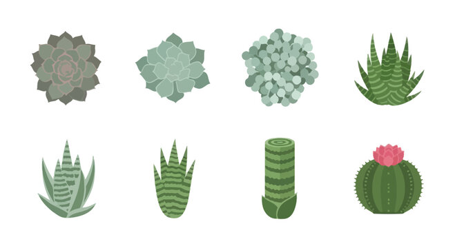 Assorted Succulent Plants Collection, Desert Flora Icons
