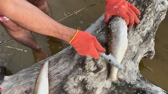 Fisherman Cleaning Fresh Fish by Hand Close Up