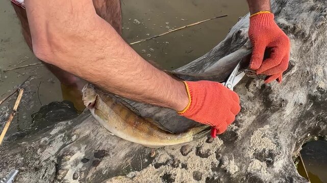 Fisherman Cleaning Fresh Fish by Hand Close Up