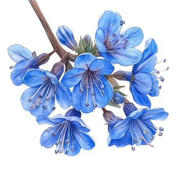 Bluestar Flower, clipart watercolor vector with gentle, isolated on a white background.