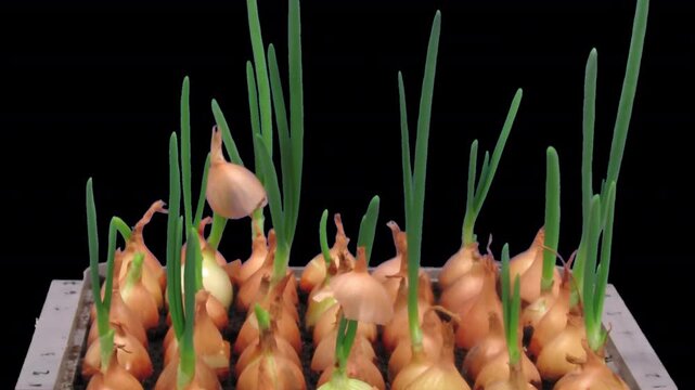 Time lapse of growing green onions (Allium cepa) with ALPHA transparency channel isolated on black background