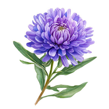 Aster Flower, clipart watercolor vector, isolated on a white background.