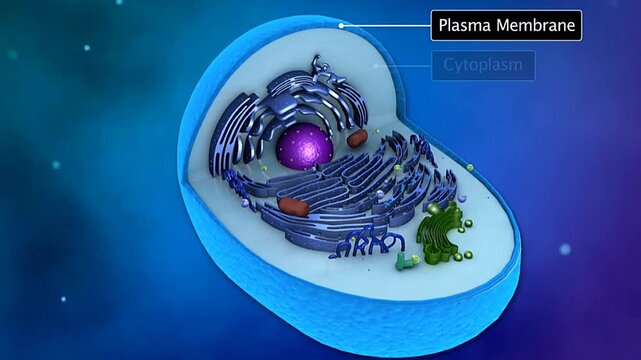  Inner structure of a cell