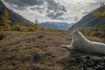 White dog lying and looking at scenic mountain valley in autumn. Peaceful pet in wilderness, husky resting in alpine landscape, nature exploration, serenity and animal companion concept © ANDREY