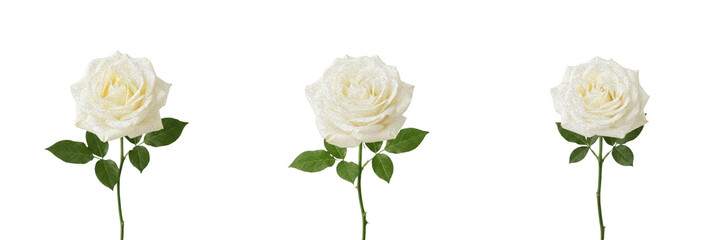 Fototapeta premium Elegant Single White Rose with Green Stem, Romantic Wedding Flower, Botanical Floral Blossom, Love Symbol, Fresh Garden Rose PNG Cutout