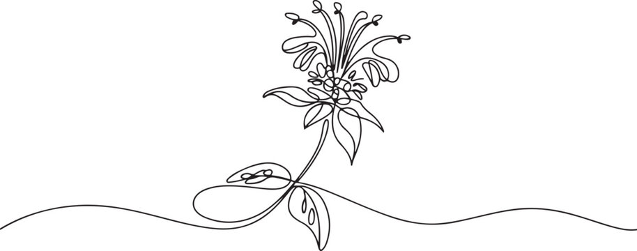 Continuous one line drawing beauty fresh monarda for garden logo. Decorative horsemint oswago tea flower concept for floral invitation card frame. one line icon drawing vector
