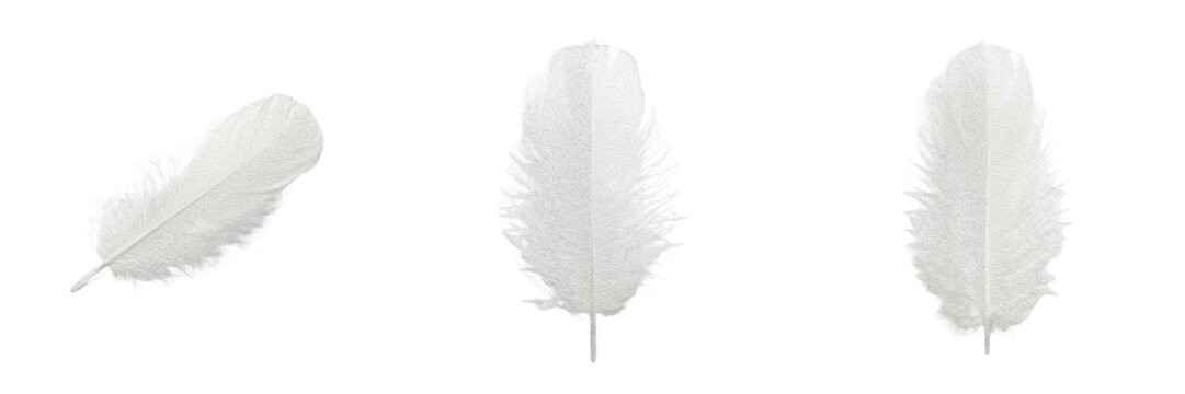 Vertical White Quill Feather Isolated PNG - Single Elegant Bird Plume for Writing Pen Literature History and Fashion Design Element Assets