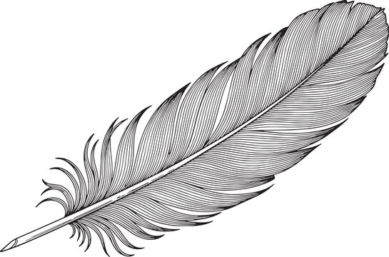 Black and white detailed feather quill writing