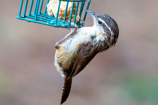 Carolina Wren clings to a suet cage.