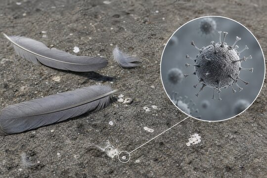 Bird feathers and droppings contaminated with magnified avian influenza virus particles, representing newcastle disease and pigeon-related poultry health risks