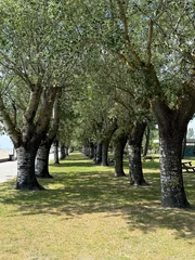A scenic row of poplar trees along the beach in Grado, Italy. A peaceful shaded path with green grass and picnic benches in a coastal park in the Friuli-Venezia Giulia region, Adriatic Sea. © Pat dream