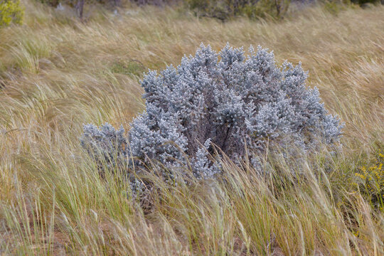 Vegetation in Madura, Australia Near Murra-el-Elevyn Cave