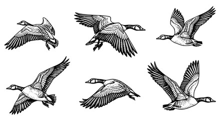 Flying Bird Sketch Collection – Hand Drawn Wildlife Outline Vector Set © Neoviz Studio