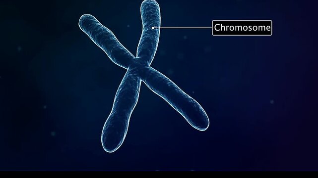 Structure of chromosomes