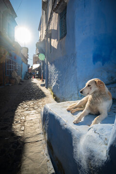 Strassenhund in Chefchaouen, Chefchaouen