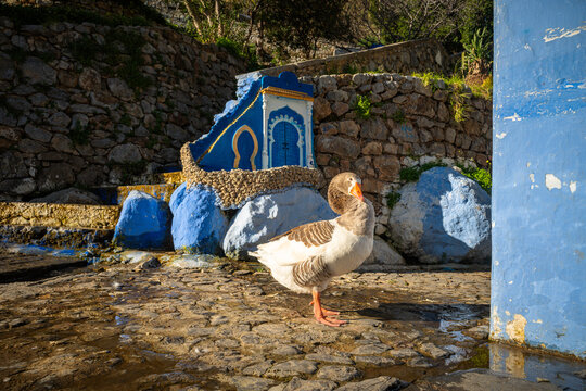 Gans in Chefchaouen