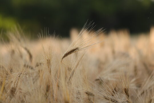 spighe di grano in un campo al tramonto