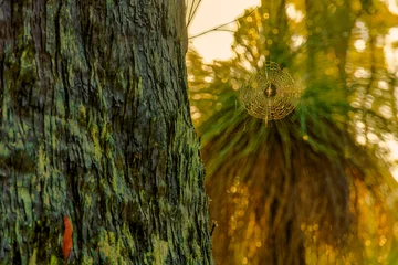 Closeup of a Spider Web on a Tree in Mundaring State Forest © Dario Bajurin