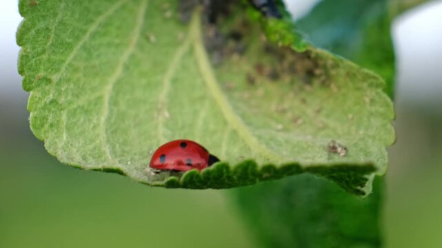 Ladybug and aphid on leaf. Insects pests affect plant, garden and orchard. Eat leaves and fruits of plants. Protection from vermin and diseases. The cycle of life in nature. High quality 4k footage.