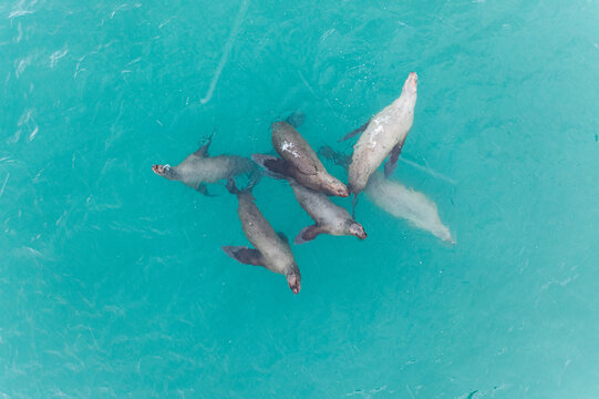 Aerial view of seals playing in sea, Alaska, USA.