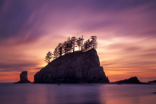 Silhouette of Trees growing on a Sea stack at sunset, Second Beach, La plush, Washington, USA
