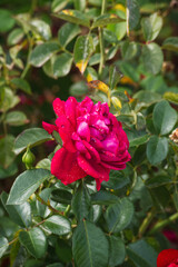 Obraz premium Pink rose