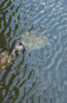 Murray River turtle, Macquarie River turtle, eastern short-necked turtle, eastern short-neck turtle, or southern river turtle (Emydura macquarii)