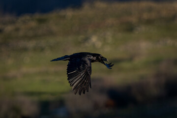 Obraz premium A common raven perches on a branch. A raven is flying in its natural habitat. Nature in the Rhodope Mountains in Bulgaria.