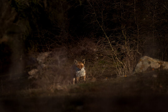 A red fox hiding in the bushes. A fox is looking eye to eye in its nature habitat. 