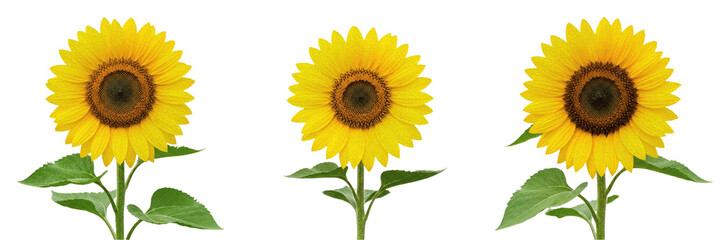 Obraz premium Single Vibrant Sunflower Head Facing Forward Isolated on White Background - Radiant Golden Botanical Bloom for Summer Branding, Floral Decor, and Professional Graphic Design Assets