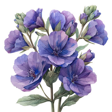 watercolor of Matthiola Flower, vector clipart, isolated on a white background.