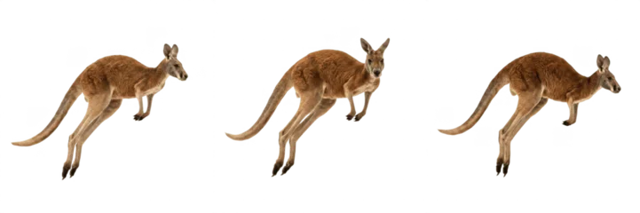 Fototapeten Känguru Kangaroo Wildlife PNG Silhouette Set - Australian Outback Animal, Exotic Marsupial Nature Mammal, Fauna Wilderness Transparent Pack  © michael