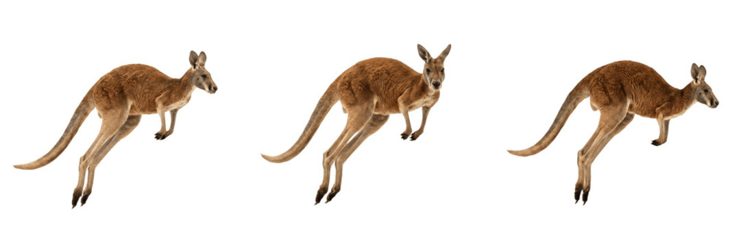Kangaroo Wildlife PNG Silhouette Set - Australian Outback Animal, Exotic Marsupial Nature Mammal, Fauna Wilderness Transparent Pack