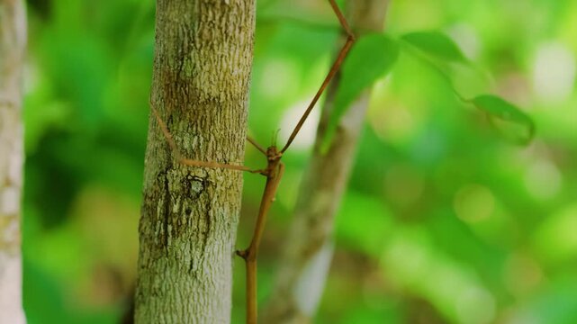 The world's longest insect, a stick insect measuring 640 millimeters, which belongs to phryganistria chinensis, is pictured on a tree branch. 
